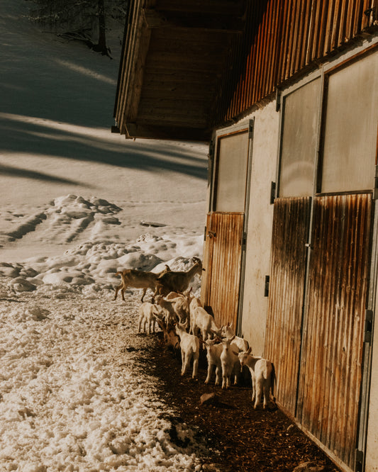Dolomiti 08