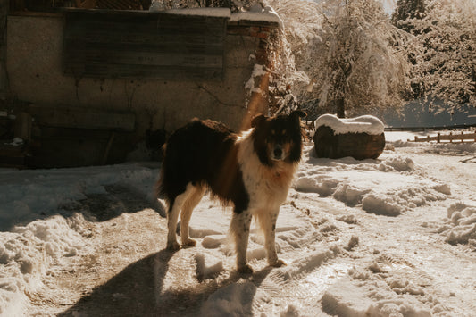 Dolomiti 07