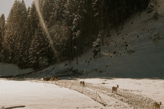 Dolomiti 06